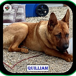 Thumbnail photo of Quilliam - ADOPTED!!! #3