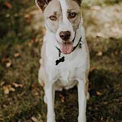 Photo of Sokay