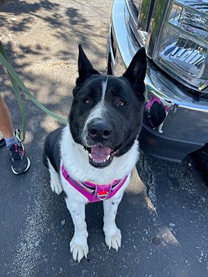 Roanoke, VA - Akita. Meet Hoss a Pet for Adoption - AdoptaPet.com