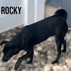 Thumbnail photo of Rocky #2