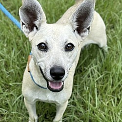 bonded pet photo