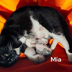 Thumbnail photo of Mia #2