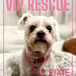 Thumbnail photo of Pixie #4