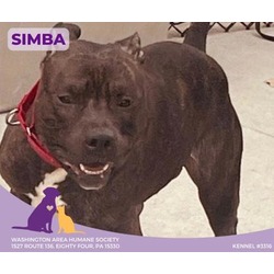 Thumbnail photo of Simba #1