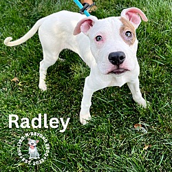 Thumbnail photo of Radley #3