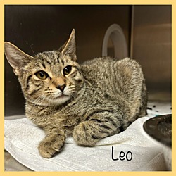 Thumbnail photo of LEO #1