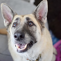 bonded pet photo