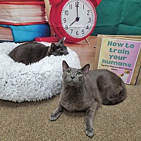 adopt a pet