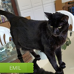 Thumbnail photo of EMIL #2