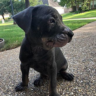 petsmart mange treatment