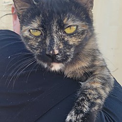 Photo of Little Tortie for Adoption
