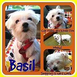 Thumbnail photo of Basil #3