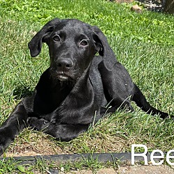 Thumbnail photo of Reed #2