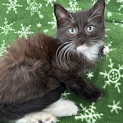 Thumbnail photo of Gideon (long fur baby kitten) #1