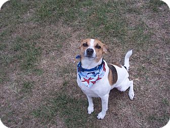 parson russell terrier beagle mix