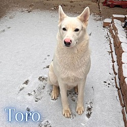 Thumbnail photo of Toro #4