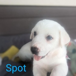 Photo of Spot
