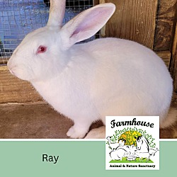 Thumbnail photo of Ray #1