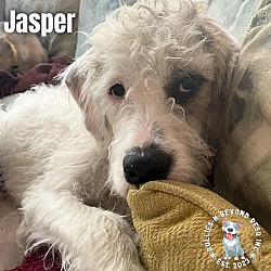 Thumbnail photo of Jasper #2