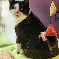 adopt a pet
