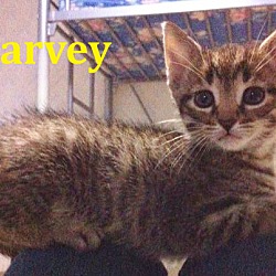 Thumbnail photo of Harvey - FTA April 2016 #1