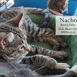 Thumbnail photo of Nacho #3