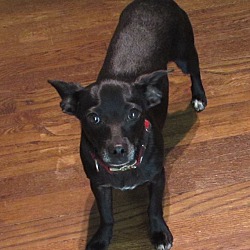 Photo of Dolly-Adopted