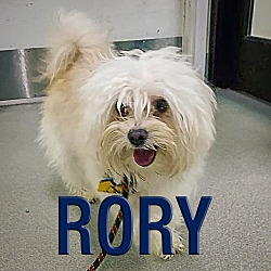 Thumbnail photo of Rory #1