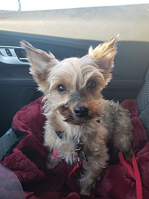 Lincoln, NE - Yorkie, Yorkshire Terrier. Meet Charleigh a Pet for ...