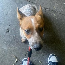 Photo of Pippa