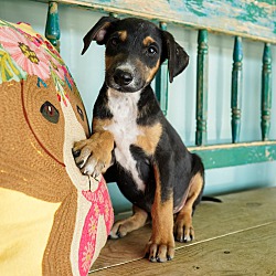Photo of Chico