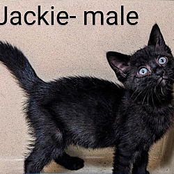 Thumbnail photo of Jackie #2