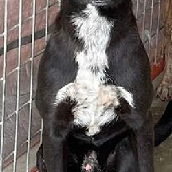 Thumbnail photo of Death Row Dogs - save a life #2