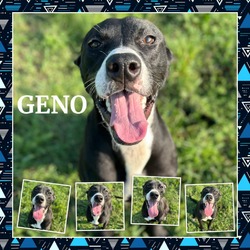 Thumbnail photo of Geno #1