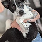 Adopt A Pet :: Jelly - Lancaster, OH