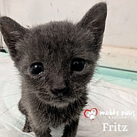 adopt a pet