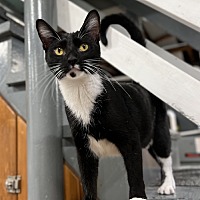 adopt a pet
