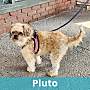 PLUTO - Mixed Breed (Small) available for adoption