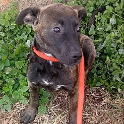 Thumbnail photo of Candice~adopted! #3