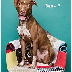 Photo of Blossom / Bea