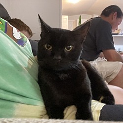 Photo of Bear