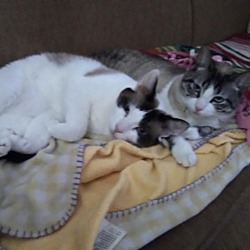 Photo of Cleopatra - *Bonded w/Theodore* City of Industry Location