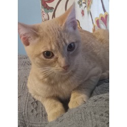 Photo of Pumpkin