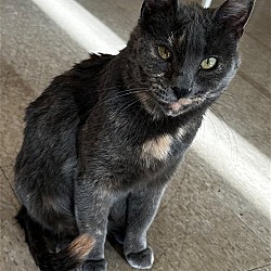 Thumbnail photo of Paisley- (must be adopted w/Gemma) #4