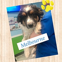 Photo of Melbourne Puppy