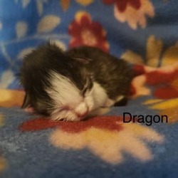 Photo of Dragon