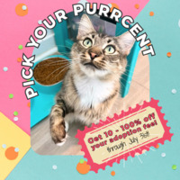 adopt a pet