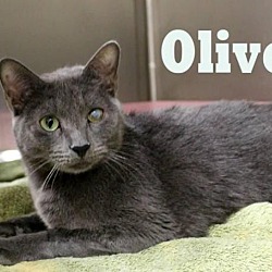 Thumbnail photo of Olive #3