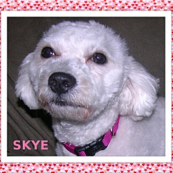 Thumbnail photo of Adopted!! Skye-IL #1