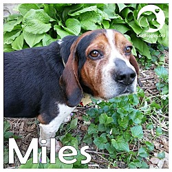 Thumbnail photo of Miles #1